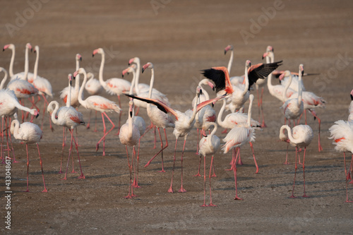 Flock of Lesser Flamingos State bird of Gujarat from Wetlands of Khadir Island, Greater Rann of Kutch, India 