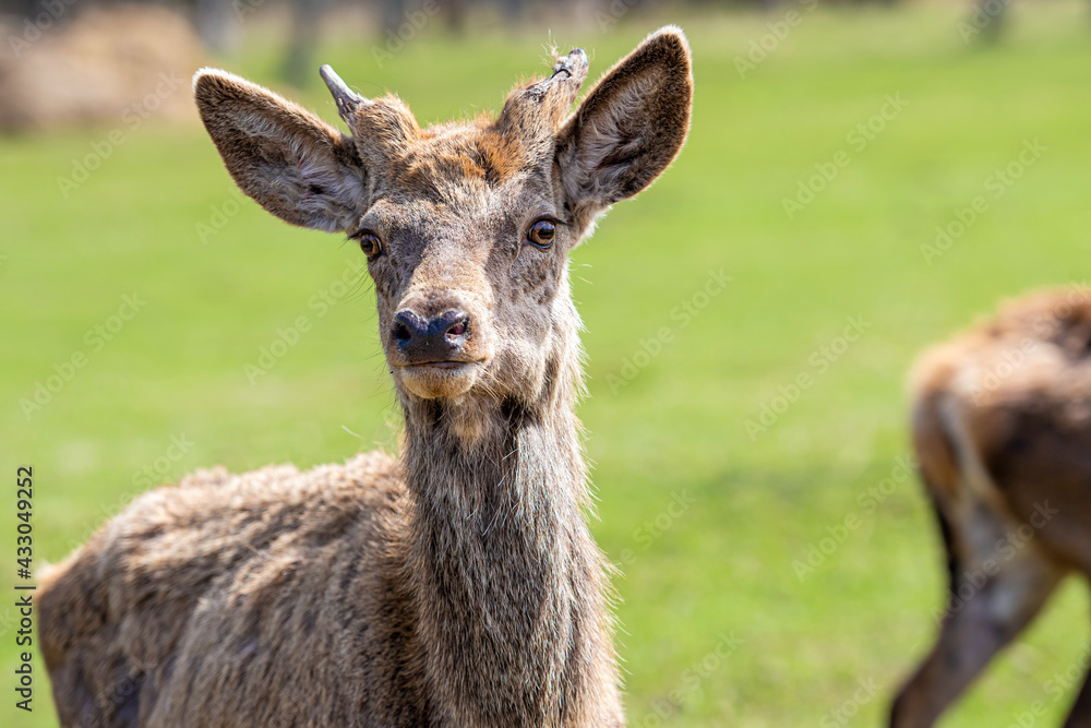 Capreolus capreolus, Roe Deers walking on the meadow at the edge of the forest