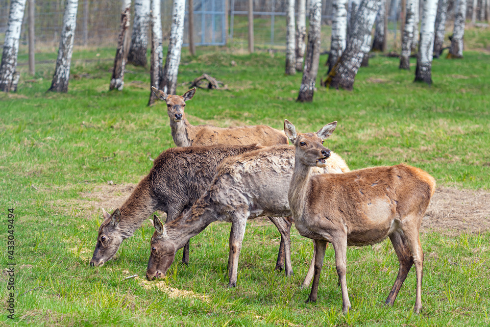 Capreolus capreolus, Roe Deers walking on the meadow at the edge of the forest Capreolus capreolus, Roe Deers walking on the meadow at the edge of the forest