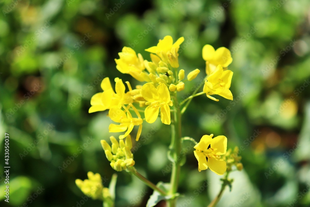 yellow flower in the garden yellow flower in the garden