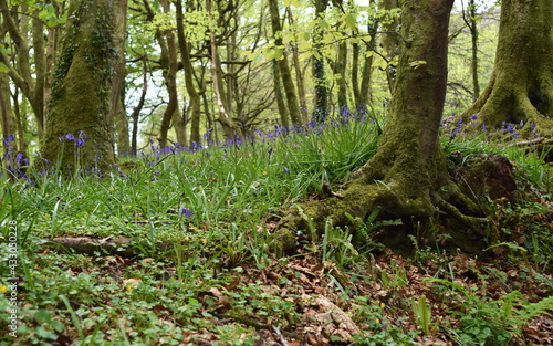 Bluebells flowering in Unity Woods, Cornwall.