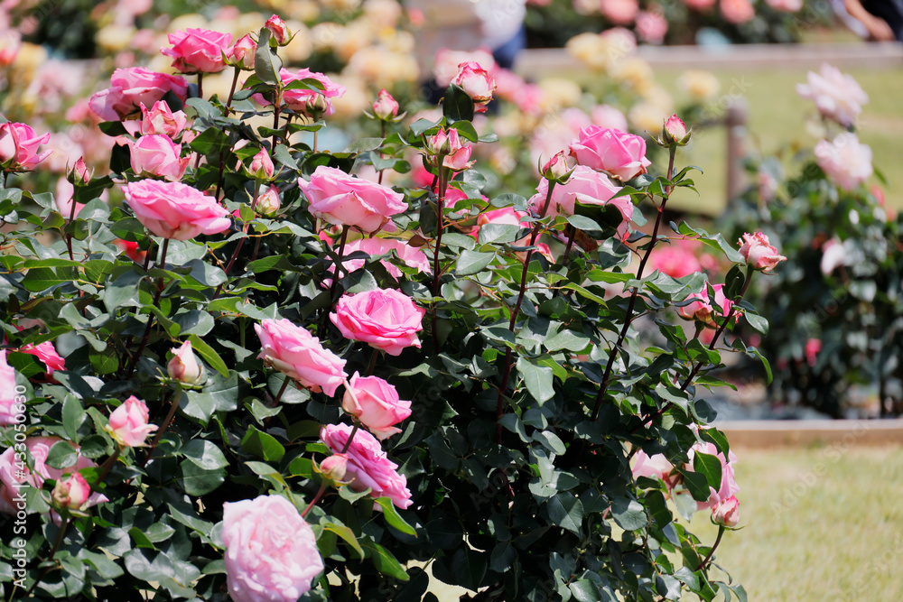 瑞々しいカラフルな満開の薔薇 瑞々しいカラフルな満開の薔薇