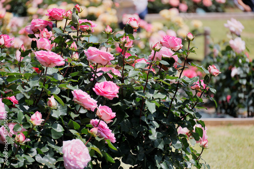 Wallpaper Mural 瑞々しいカラフルな満開の薔薇 Torontodigital.ca