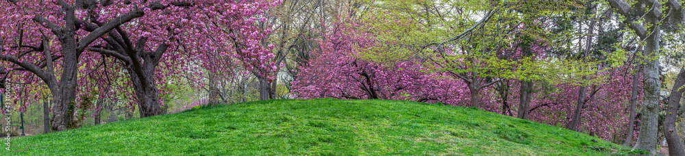 Japanese cherry tree in spring