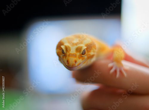 эублефар, ящерица на руке, улыбающийся дракон