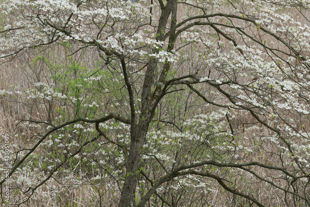 Close-up of a flowering dogwood in spring, Fort Custer State Park, Michigan, USA Close-up of a flowering dogwood in spring, Fort Custer State Park, Michigan, USA