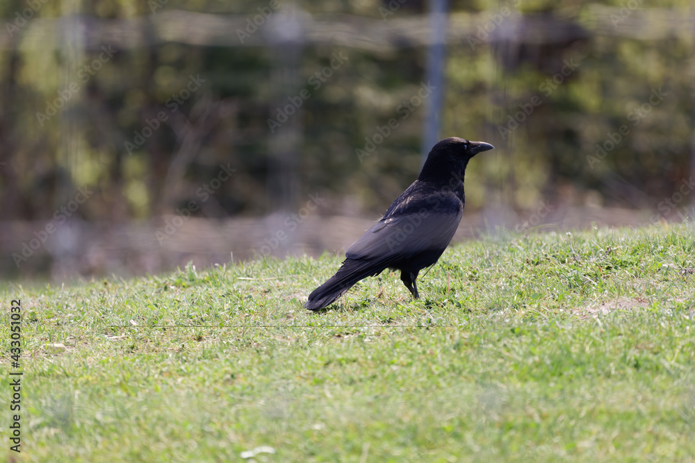 Obraz premium black raven behind a fence stands on a green meadow during the day, without people