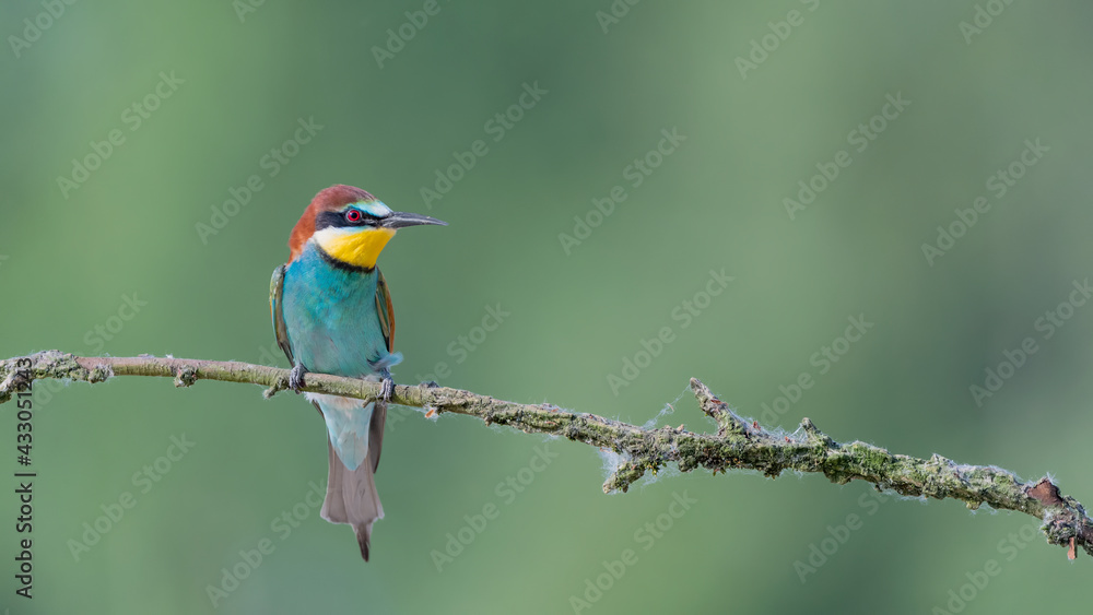 Obraz premium The colorful Bee eater perched on branch (Merops apiaster)