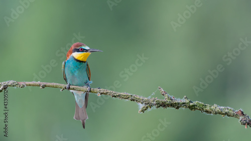 The colorful Bee eater perched on branch (Merops apiaster)