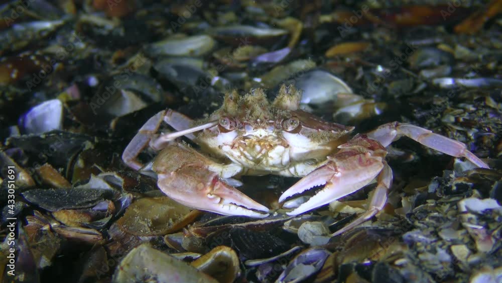 Flying swimming crab (Liocarcinus holsatus) sits at the bottom and scratches eye with its leg. Flying swimming crab (Liocarcinus holsatus) sits at the bottom and scratches eye with its leg.