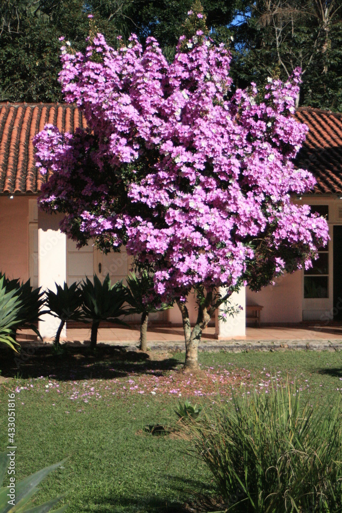 Obraz premium Landscape at Pico das Agulhas Negras in the city of Resende