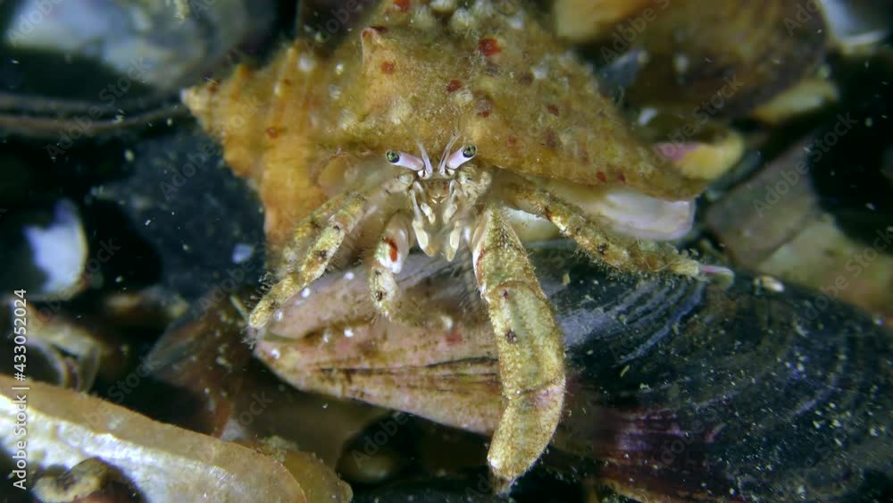 Small hermit crab (Diogenes pugilator) in the shell of Rapa Whelk sits at the bottom, then crawls out, close-up.