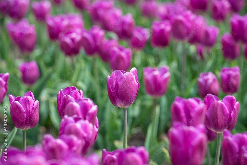 Fototapeta premium Violett blühendes Tulpenfeld / Holland Tulpen
