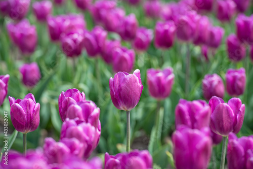 Violett bl  hendes Tulpenfeld   Holland Tulpen