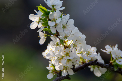 white plum blossom