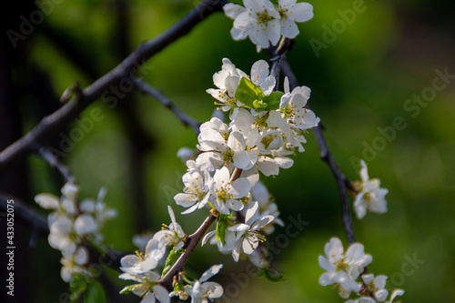white plum blossom