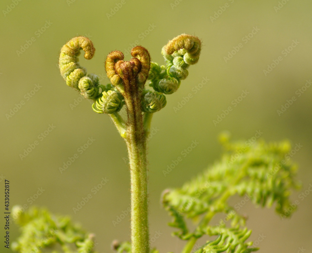 close up of a fern close up of a fern