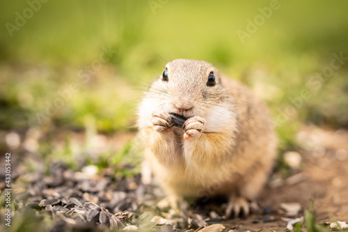 A little ground squirrel eats goodies in a meadow.