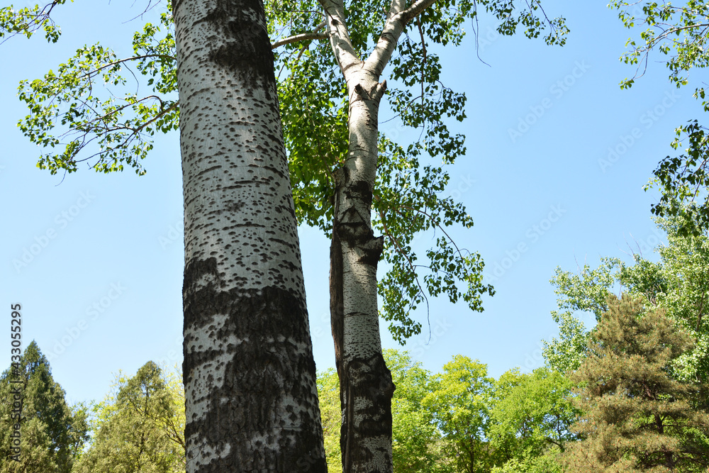 Fototapeta premium big trunk of white birch tree in the forest in sunny day