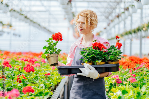 Middle age female florists work in garden center. Attractive blond charming woman cheking flowers during working in greenhouse .