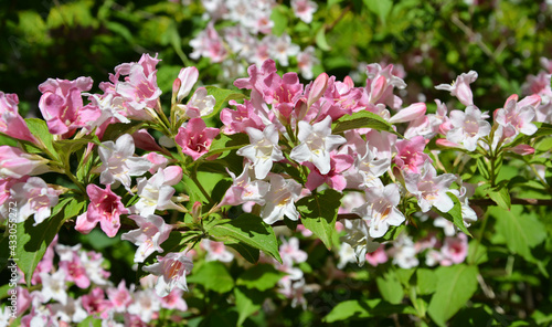 cluster of pink and white flowers blossoms in sunny day in the garden