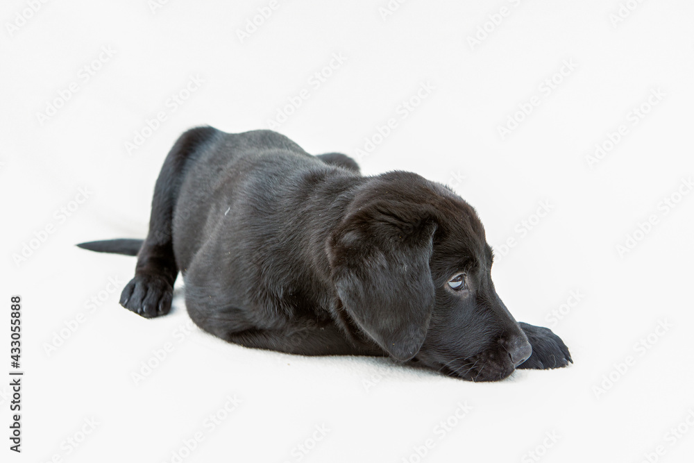 Fototapeta premium Zwarte labrador pup ligt te kijken