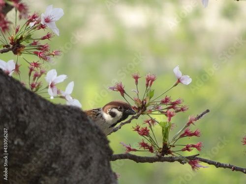 すずめと桜の木