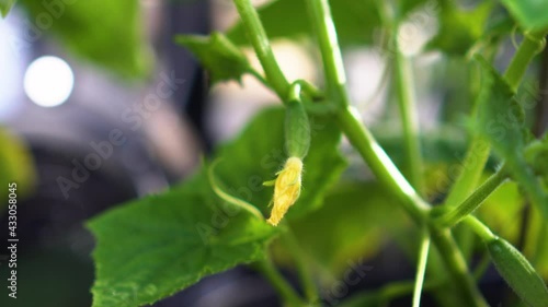 Small cucumbers on cucumber plant in greenhouse 4k photo