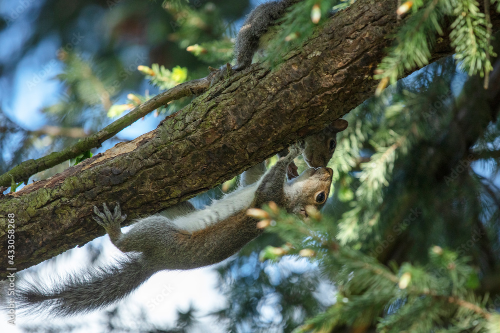 Funny young squirrels playing together Funny young squirrels playing together