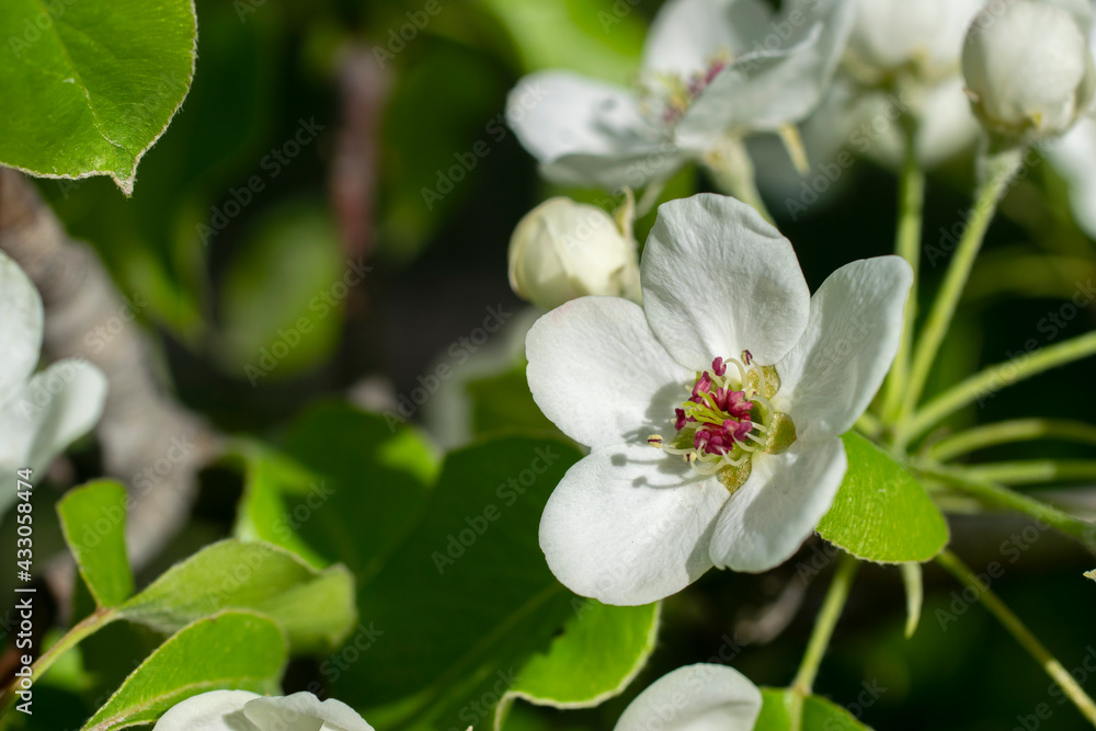White blossom flower on apple tree branch in spring bloom White blossom flower on apple tree branch in spring bloom