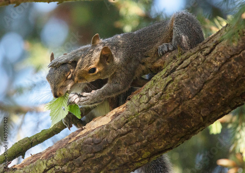 Funny young squirrels playing together