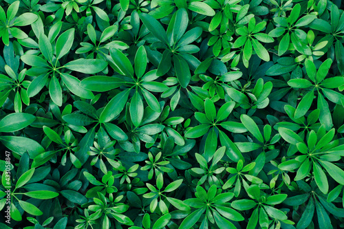 tropical green leaf pattern background  Natural background