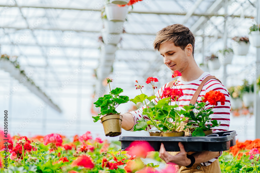 Young handsome man florists work in garden center. Attractive male cheking flowers andsmiling during working in greenhouse.