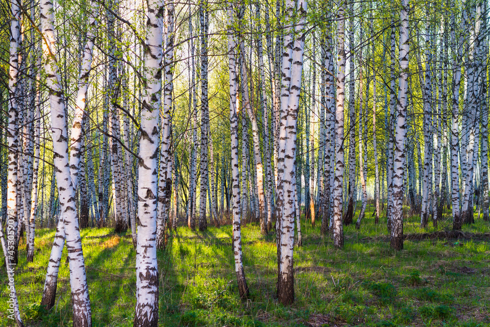 Obraz premium Spring birch grove or forest with young green leaves in the bright light of the evening sun