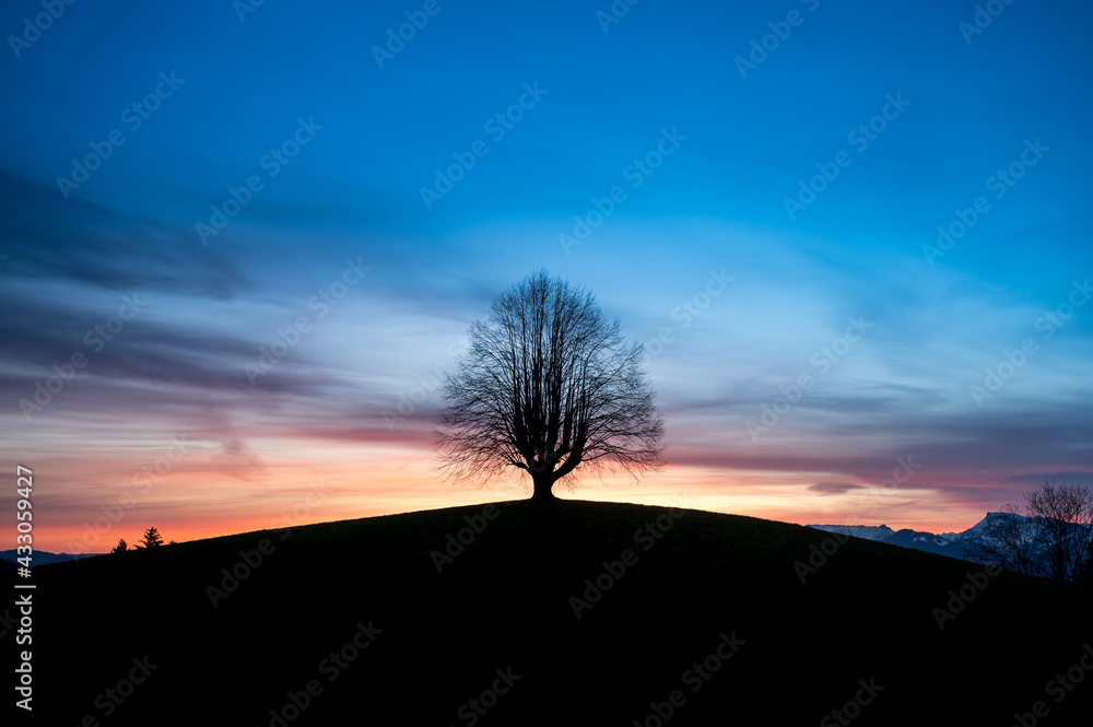 silhouette of an oldgrown tree at sunrise in Gürbetal