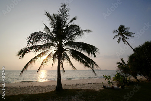 Silhouette coconut palm trees on beach at sunset in Phuket  Thailand.