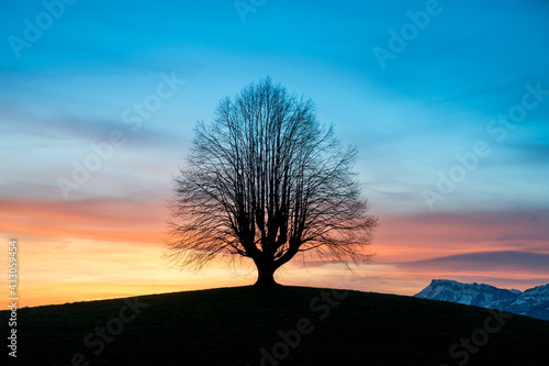 silhouette of an oldgrown tree at sunrise in Gürbetal