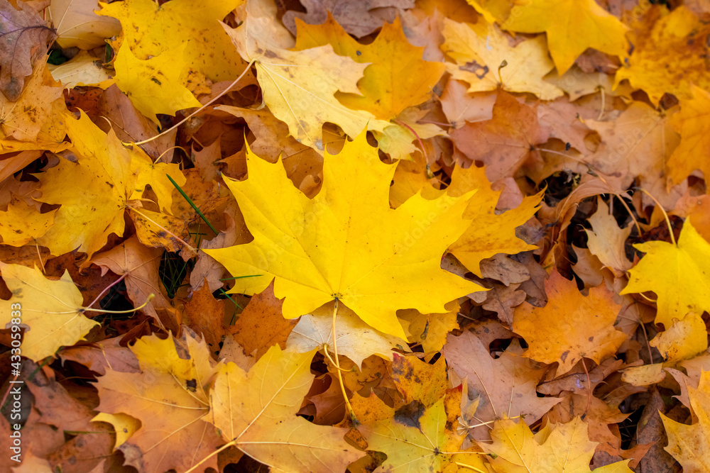 Yellow and orange maple leaves on the ground, top view. Autumn background with maple leaves Yellow and orange maple leaves on the ground, top view. Autumn background with maple leaves