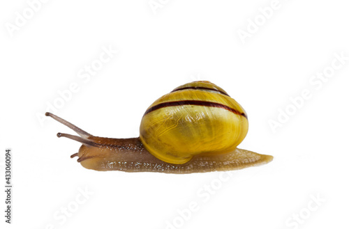 Yellow mid-banded form of Grove snail or Brown lipped snail on a white background