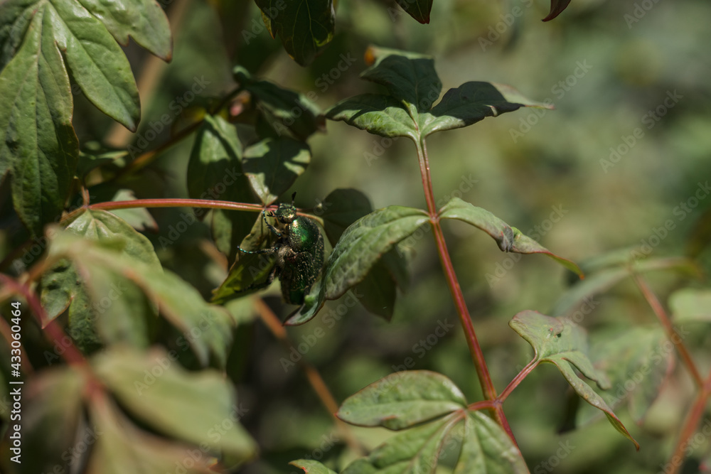 big green beetle on green leaves of bushes big green beetle on green leaves of bushes