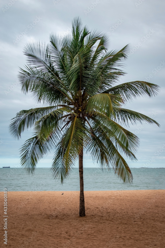 palm trees on the beach, tropical trees on the beach