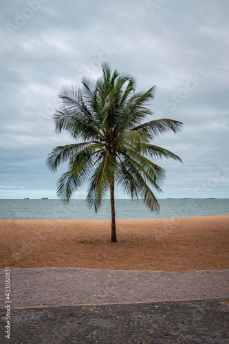 palm trees on the beach, tropical trees on the beach