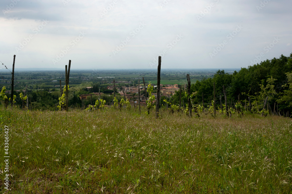 Obraz premium Veduta dai filari dell'Oltrepo pavese, provincia di Pavia, Italia