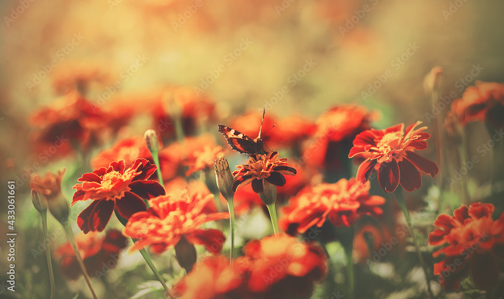 A beautiful butterfly sits on a fragrant red marigold flower and collects nectar on a sunny, warm day. A bed of decorative flowers in the garden. Insect life. A beautiful butterfly sits on a fragrant red marigold flower and collects nectar on a sunny, warm day. A bed of decorative flowers in the garden. Insect life.