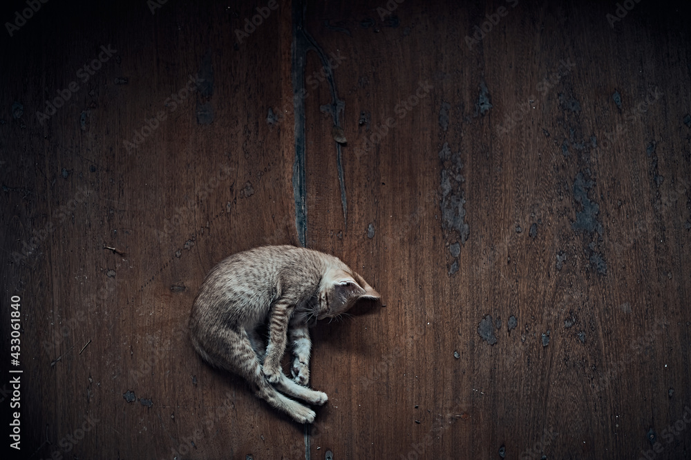 Ginger cat sleeps in funny pose. Ginger cat sleeps in funny pose.
