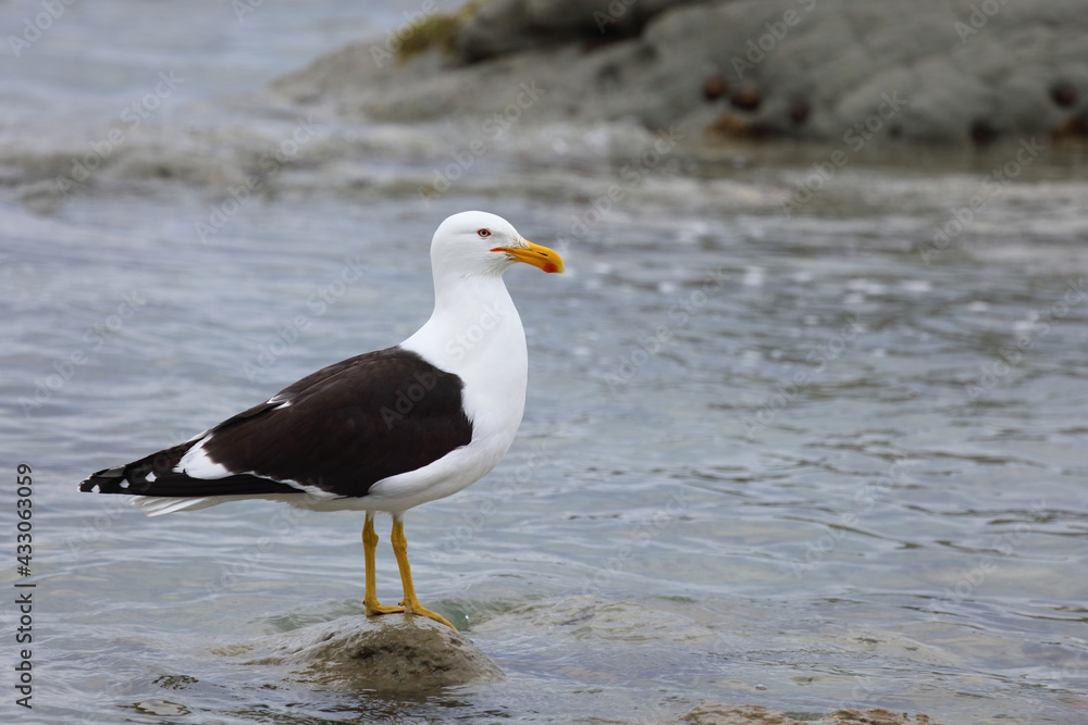 Dominikanermöwe / Southern black-backed gull / Larus dominicanus Dominikanermöwe / Southern black-backed gull / Larus dominicanus