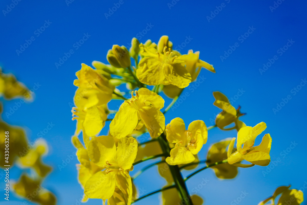 Fototapeta premium Frühling in Hannover Kronsberg.