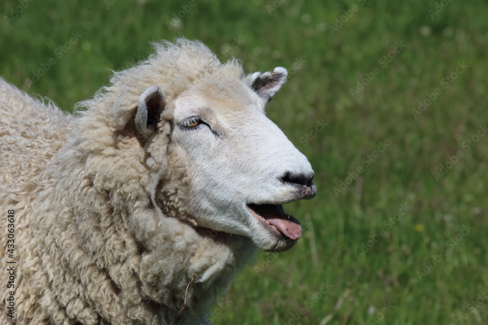 Romneyschaf / Romney sheep / Ovis