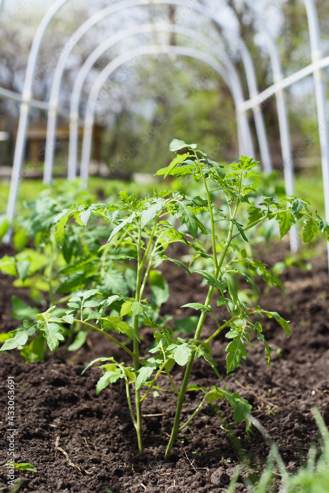 Young tomato seedlings planted in a garden bed inside a greenhouse in a village in spring Young tomato seedlings planted in a garden bed inside a greenhouse in a village in spring