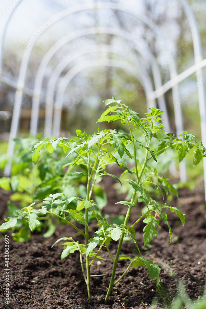 Young tomato seedlings planted in a garden bed inside a greenhouse in a village in spring Young tomato seedlings planted in a garden bed inside a greenhouse in a village in spring